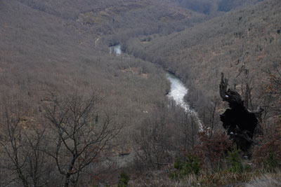 Bosque de ribera del Ebro