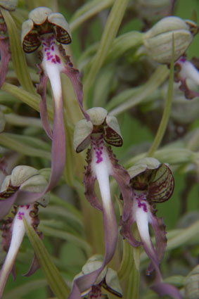 Himantoglossum hircinum