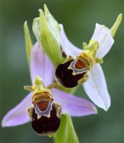 Ophrys apifera