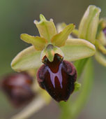 Ophrys passionis