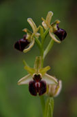 Ophrys sphegodes