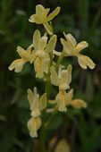 Orchis provincialis