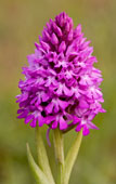 Anacamptis pyramidalis