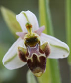 Ophrys scolopax