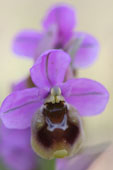 Ophrys tenthredinifera