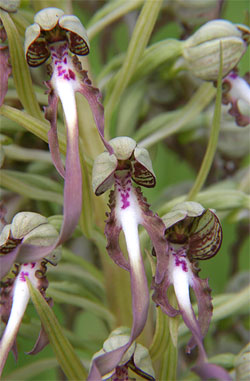 HYMANTOGLOSUM HIRCINUM